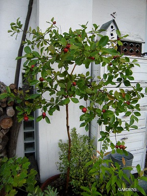 s-IMG_9399.jpg