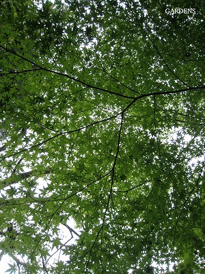 s-IMG_9600.jpg