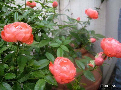 s-IMG_9982.jpg