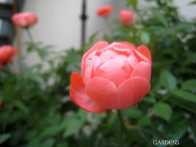 s-IMG_9990.jpg