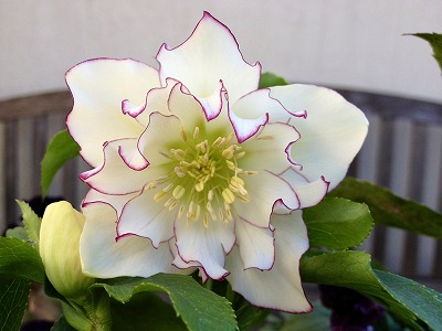 s-s-IMG_4944.jpg