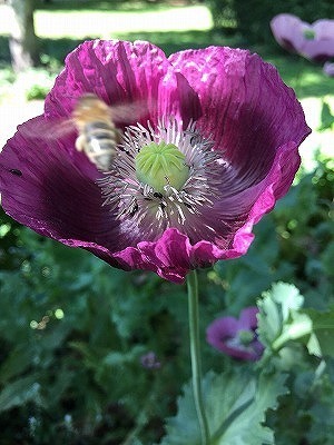 s-s-IMG_7359.jpg
