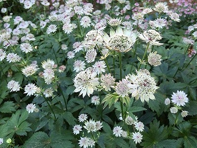 s-s-IMG_7360.jpg
