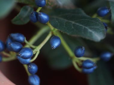 viburnum_t06[1].jpg