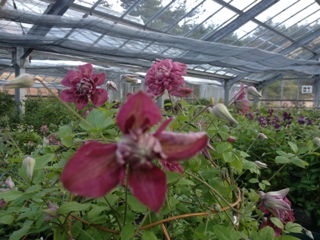 image-20130507014515.png