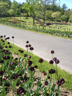 image-20130604194314.png